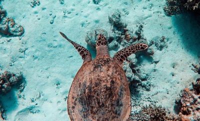 Kalkan: Akdeniz’in Sessiz Cenneti